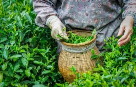 Picking tea leaves in Mengding Mountain - China Xian Tour: Private & Tailor-Made China Tours Picking tea leaves in Mengding Mountain