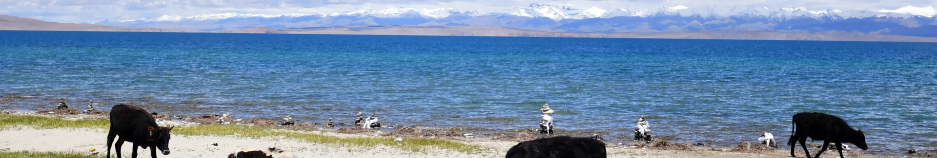 Tibet Lake Manasarovar head