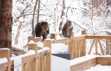 Wildlife in Hailuogou Forest Park - China Xian Tour: Private & Tailor-Made China Tours Wildlife in Hailuogou Forest Park