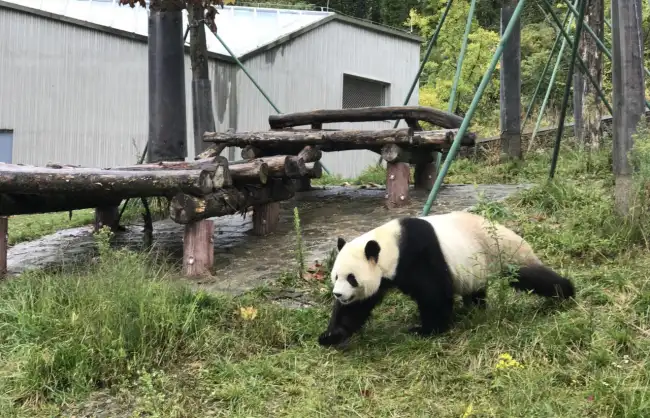 Wolong Panda Base - China Xian Tour: Private & Tailor-Made China Tours Wolong Panda Base