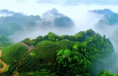 Yaan Mount Mengding - China Xian Tour: Private & Tailor-Made China Tours Yaan Mount Mengding