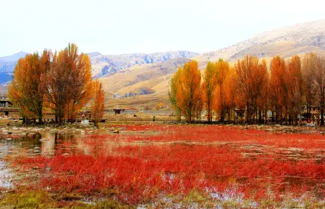 sangdui-red-grassland-in-autumn - China Xian Tour: Private & Tailor-Made China Tours sangdui-red-grassland-in-autumn