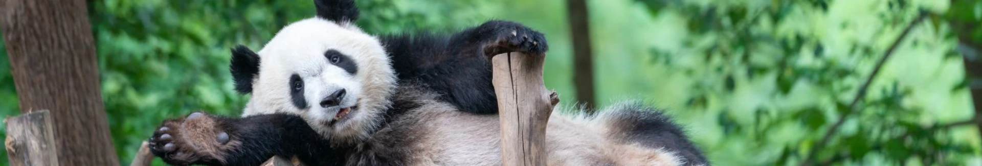 Xian Panda tour