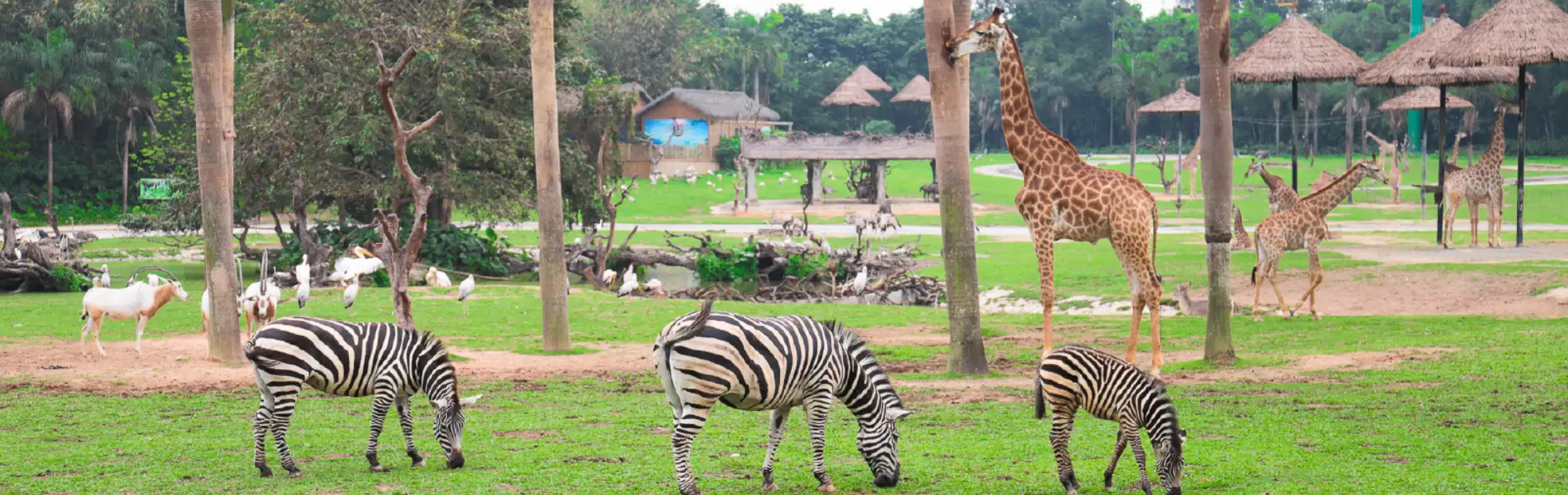 Chimelong Safari Park head