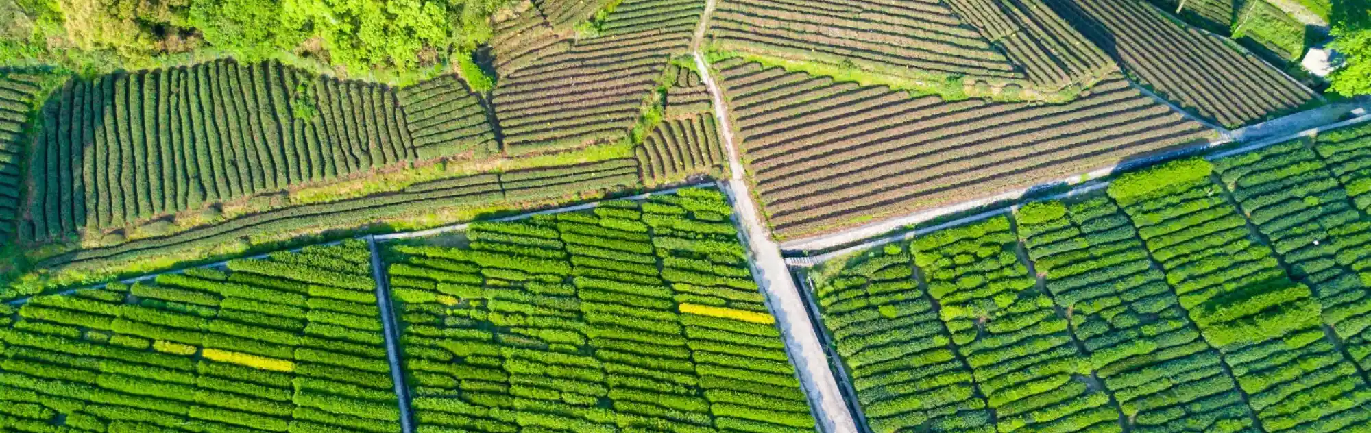 Longjing Tea Plantations head