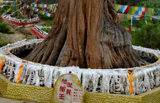 11 Days Tibet Train Tour with Nyingchi