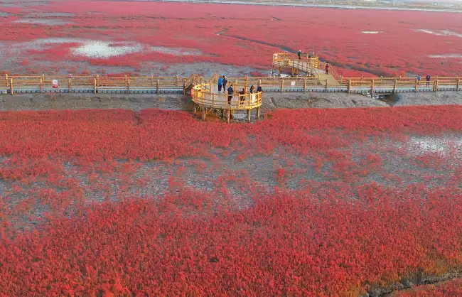 Panjin Red Beach