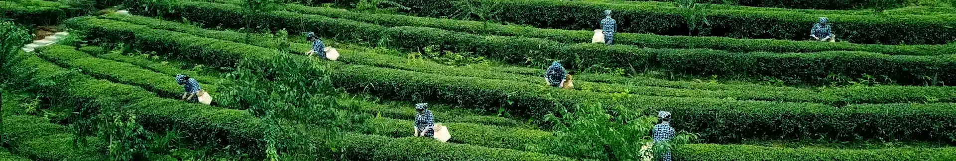 Fujian Anxi Tea Farm head