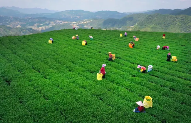 Anxi Tea Farm