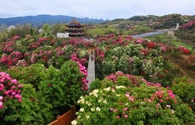 5 Days Guizhou Spring Tour with Azalea Blossom