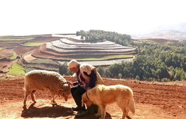 Dongchuan Red Land local farmer
