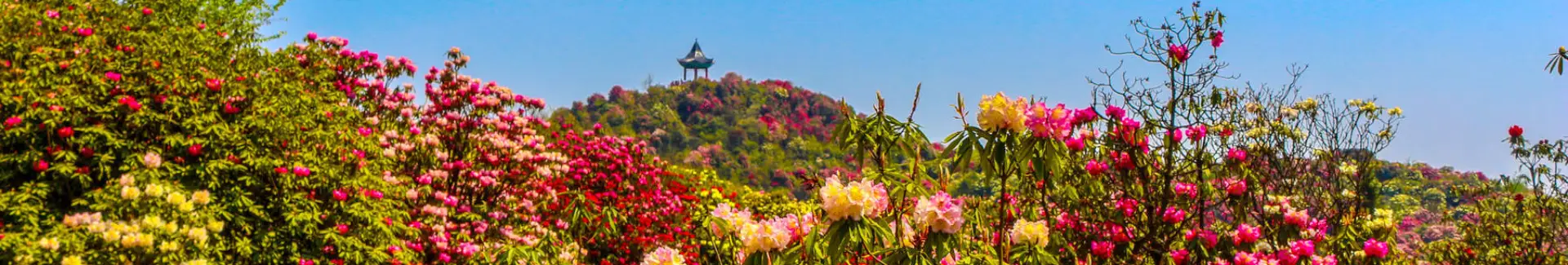 Guizhou Baili Azalea Forest Park head