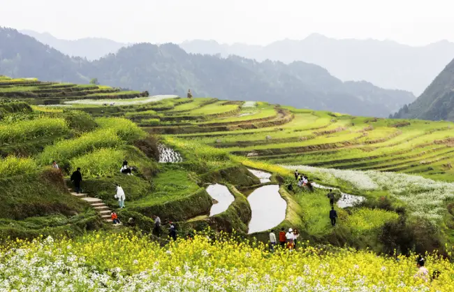 Guizhou Gaoyao Rice Terraces