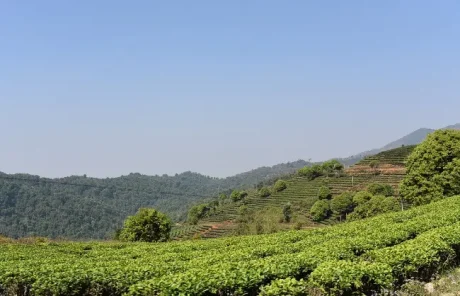 Tea Plannation in Xishuangbanna - China Xian Tour: Private & Tailor-Made China Tours Tea Plannation in Xishuangbanna
