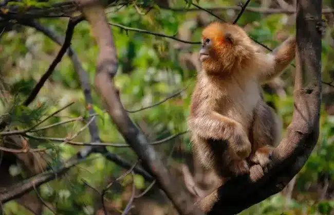 Yunnan Golden Monkey National Park