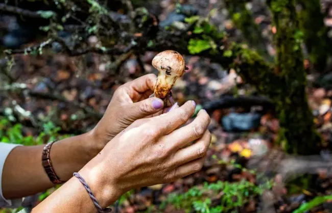 Yunnan Matsutake Picking