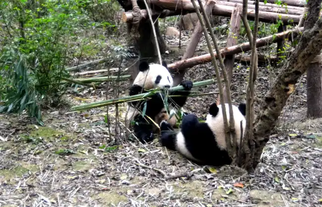Chengdu Research Base of Giant Panda Breeding