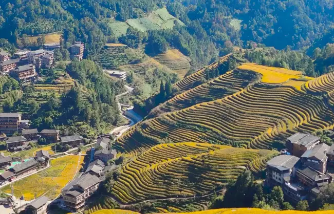 Jinkeng Rice Terraces in Longsheng