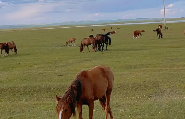 Scenery along Sino-Russian border road