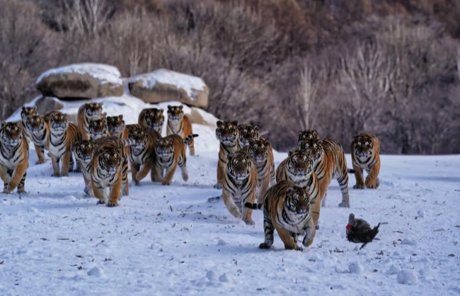 A group of tiger playing in Harbin Siberian Tiger Park