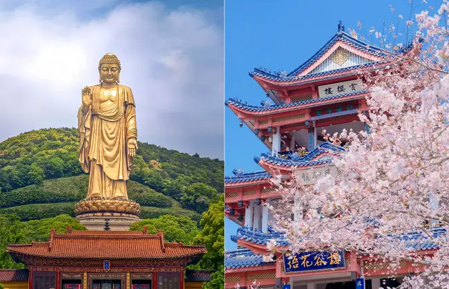 The majestic 88-meter-high bronze Buddha & pink cherry blossoms in Wuxi