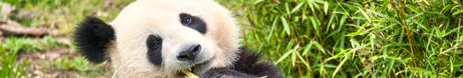 China Travel Tips for Foreign Tourists