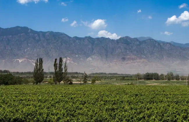 Ningxia Domaine Pushang Winery - China Xian Tour: Private & Tailor-Made China Tours Ningxia Domaine Pushang Winery