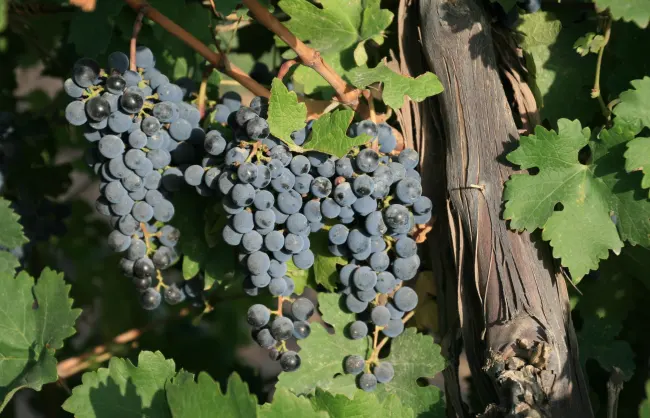 Top 7 Wineries in Ningxia – the “Oriental Bordeaux”