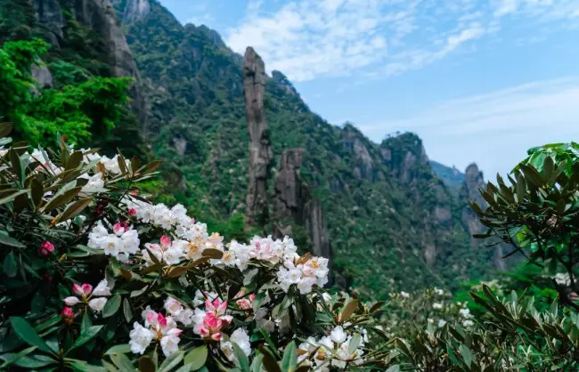 Sanqing Mountain Azalea Valley