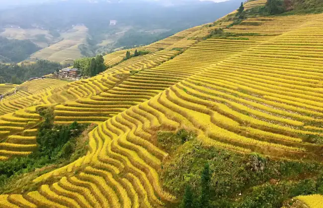 Travel to Guilin to visit Longji Rice Terraces