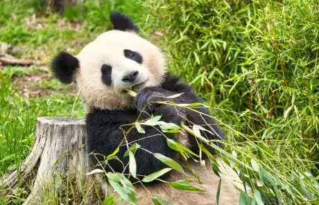 China panda tours in Chengdu