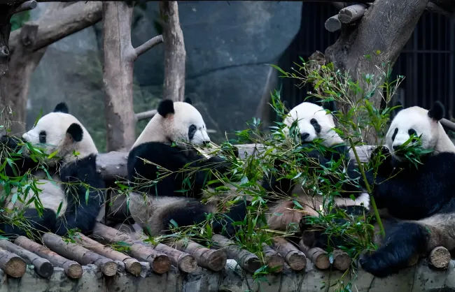 chongqing-zoo-pandas - China Xian Tour: Private & Tailor-Made China Tours chongqing-zoo-pandas