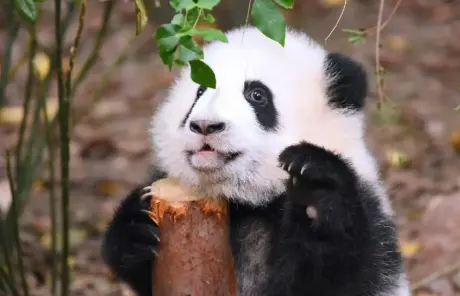 Chengdu and Chongqing tour with giant panda visit