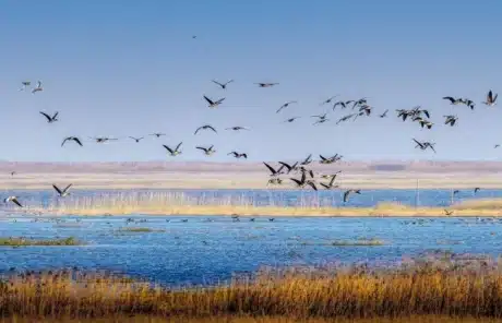 poyang-lake - China Xian Tour: Private & Tailor-Made China Tours poyang-lake