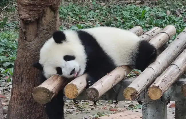 Private Chengdu tours to panda base