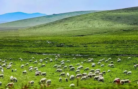 Gannan sangke grassland on Silk Road