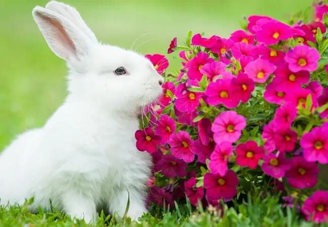 chinese-zodiac-rabbit