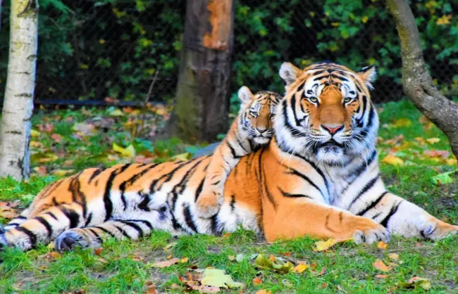 chinese-zodiac-tiger | China Xian Tour: Private & Tailor-Made China Tours Chinese Zodiac Tiger
