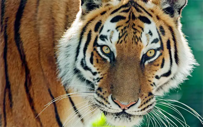 China Zodiac tiger