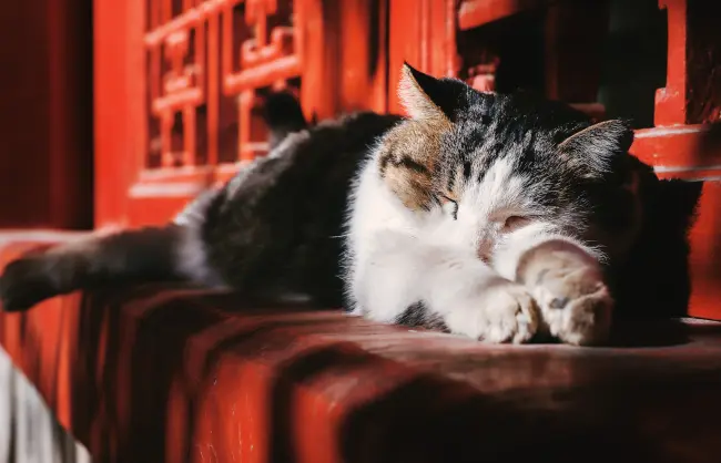 Forbidden-City-Facts-Cats - China Xian Tour: Private & Tailor-Made China Tours Cats in Forbidden City