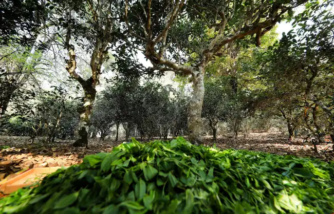 Jingmai Mountain Dapingzhang Old Tea Forest