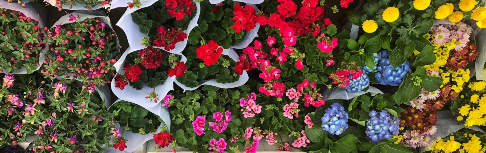 Kunming Bird and Flower Market