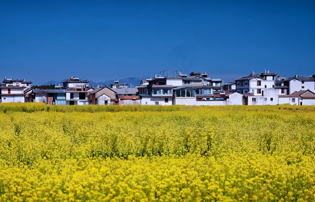 rapeseed-blossoms-at-xizhou-ancient-town | China Xian Tour: Private & Tailor-Made China Tours Yellow rapeseed field in bloom with a small village of white houses along the horizon under a clear blue sky.