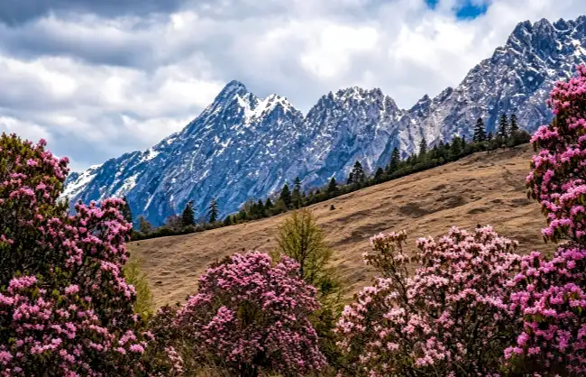 rhododendron-flowers-beneath-jade-dragon-snow-mountain | China Xian Tour: Private & Tailor-Made China Tours Rhododendron flowers beneath Jade Dragon Snow Mountain