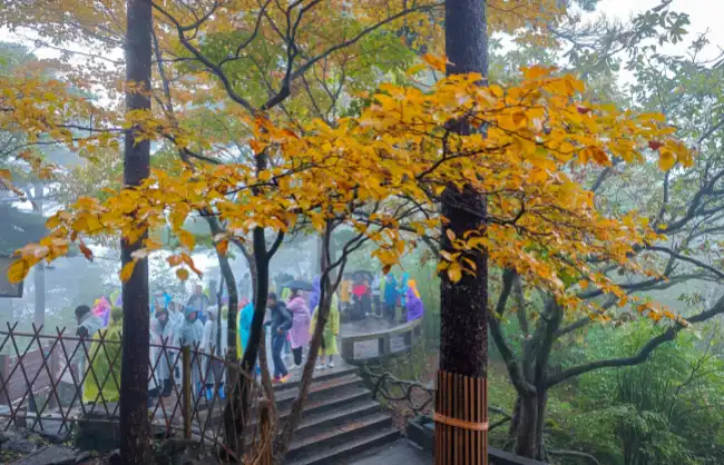 Huangshan in autumn - China Xian Tour: Private & Tailor-Made China Tours Huangshan in autumn