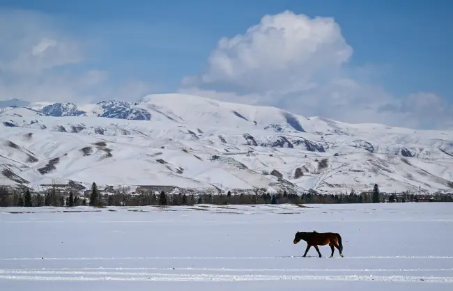 nalati-grassland-in-winter - China Xian Tour: Private & Tailor-Made China Tours Xinjiang Nalati Grassland in winter