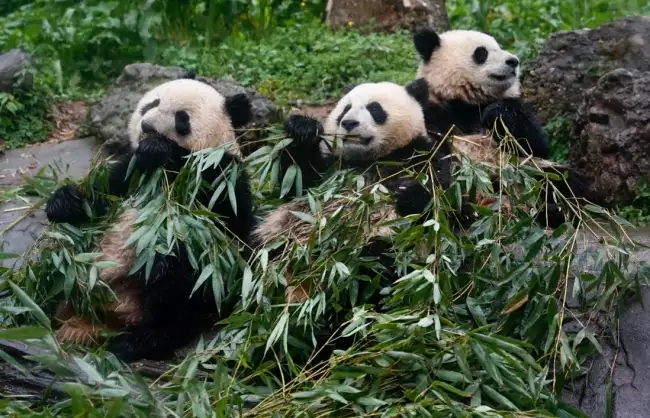 Pandas in Chengdu Panda Base