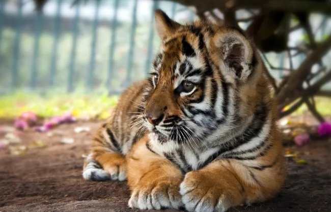 A Crouching Tiger