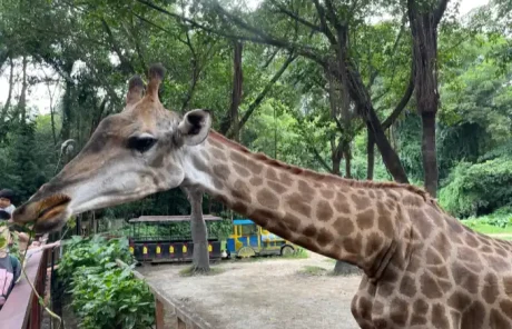 Chimelong Guangzhou Resort Giraffes - China Xian Tour: Private & Tailor-Made China Tours Chimelong Guangzhou Resort Giraffes