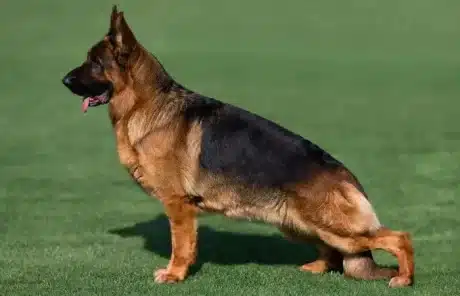 Collie - China Xian Tour: Private & Tailor-Made China Tours Collie